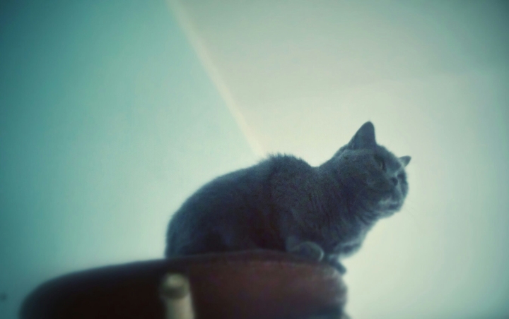 My cat on her tree