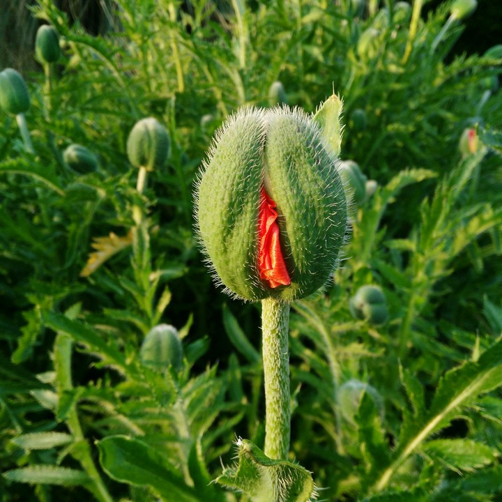 Poppy flower