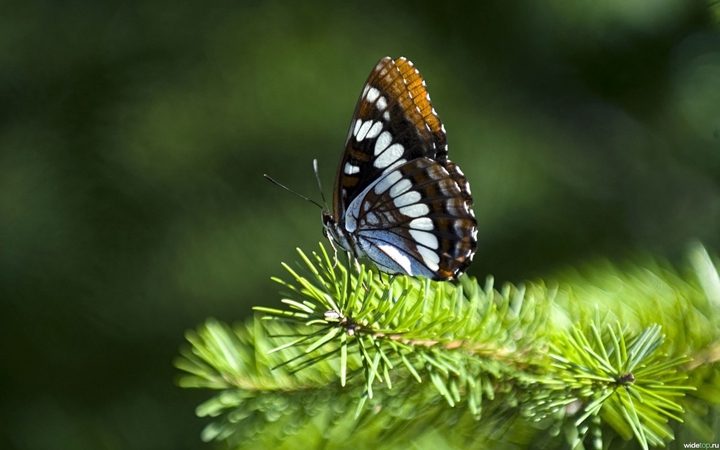 butterfly