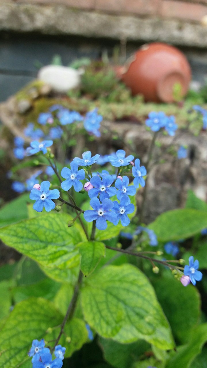#blue photograph by: Elyy #nature ♡♡