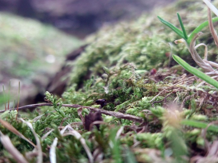 Among the grass
