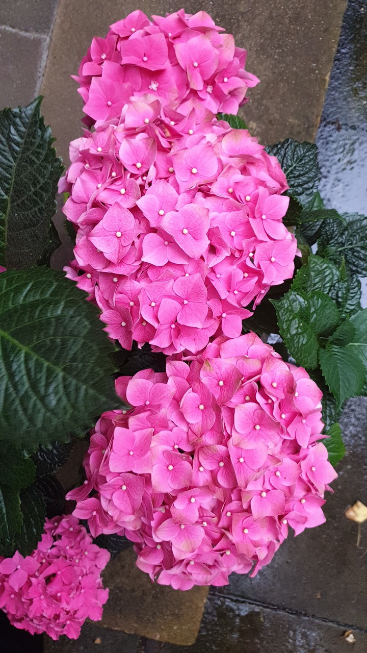 Hortensia ??