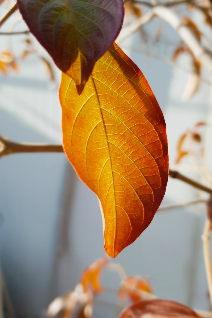 shades of the burning sun