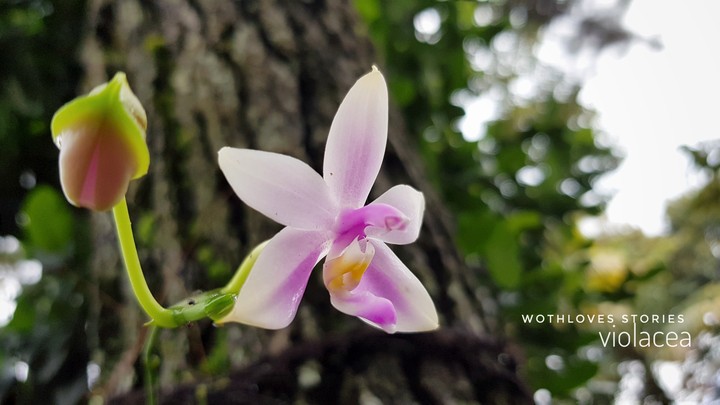 violacea