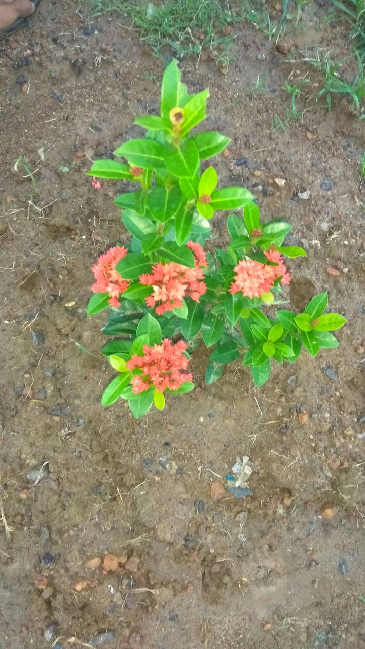 madhu