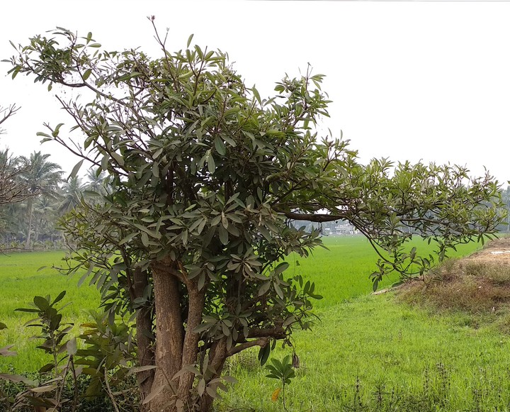tree