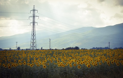 sunflowers