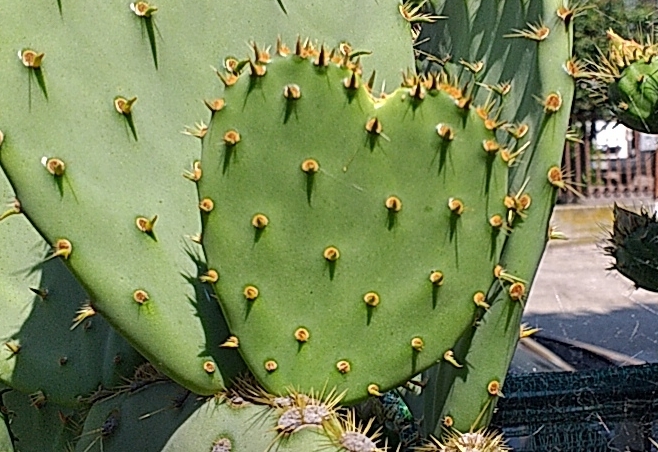 cuore di fico