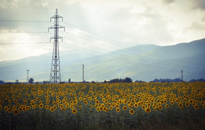 sunflowers