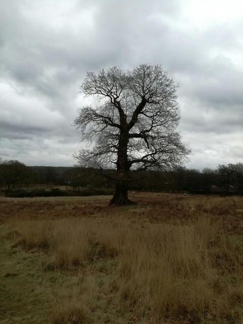 Richmond park