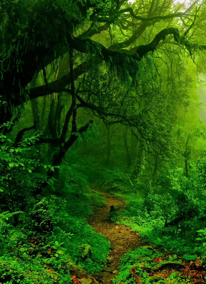 Forest footpath