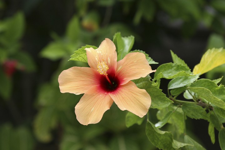 Plant