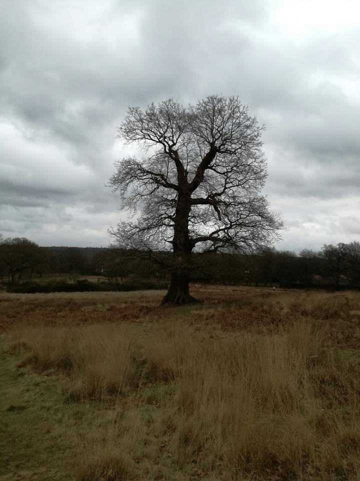 Richmond park