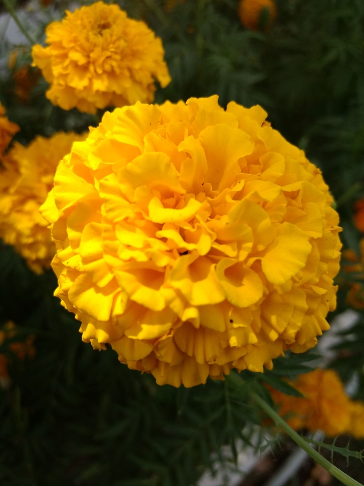 yellow flower