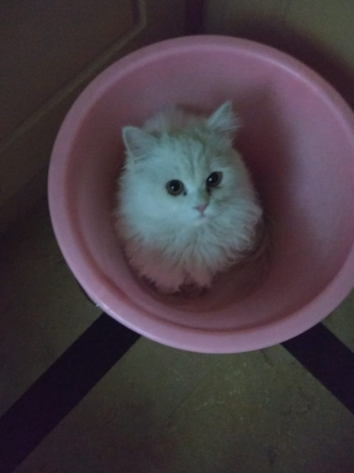 Barney in a tub