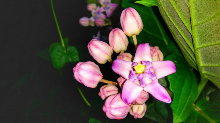 purple flower