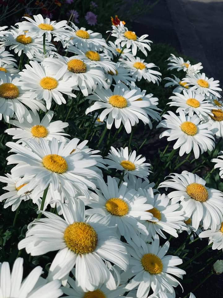 ღ✿◠‿◠✿ღ