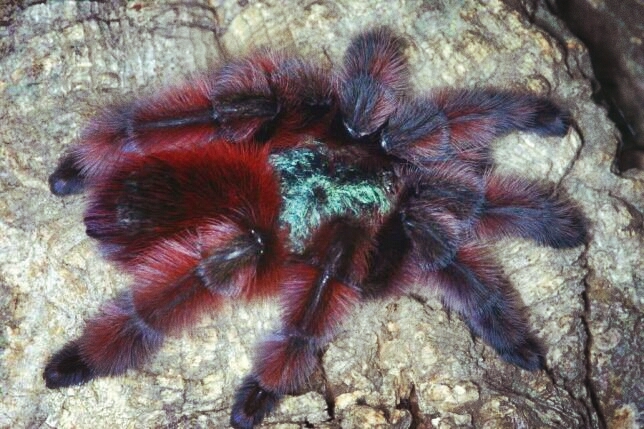 caribena versicolor