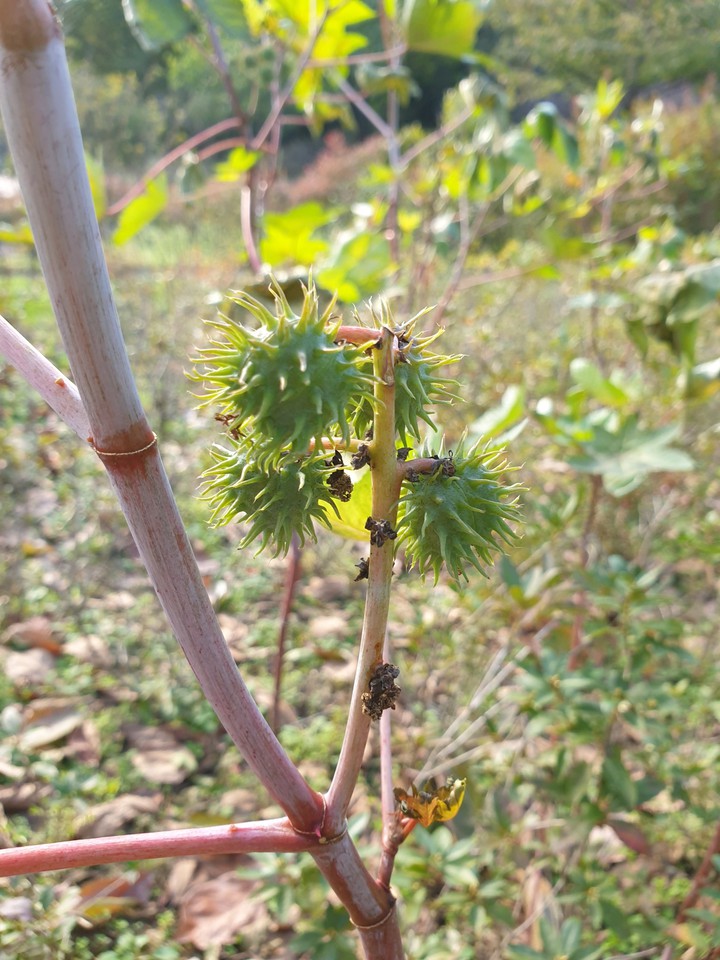 가을
