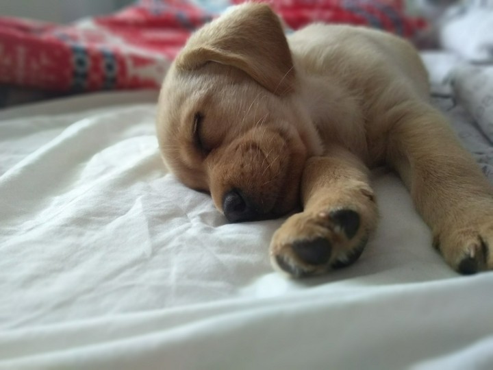Labrador