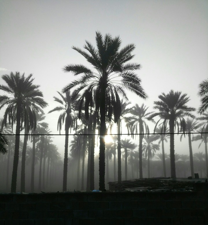 tree