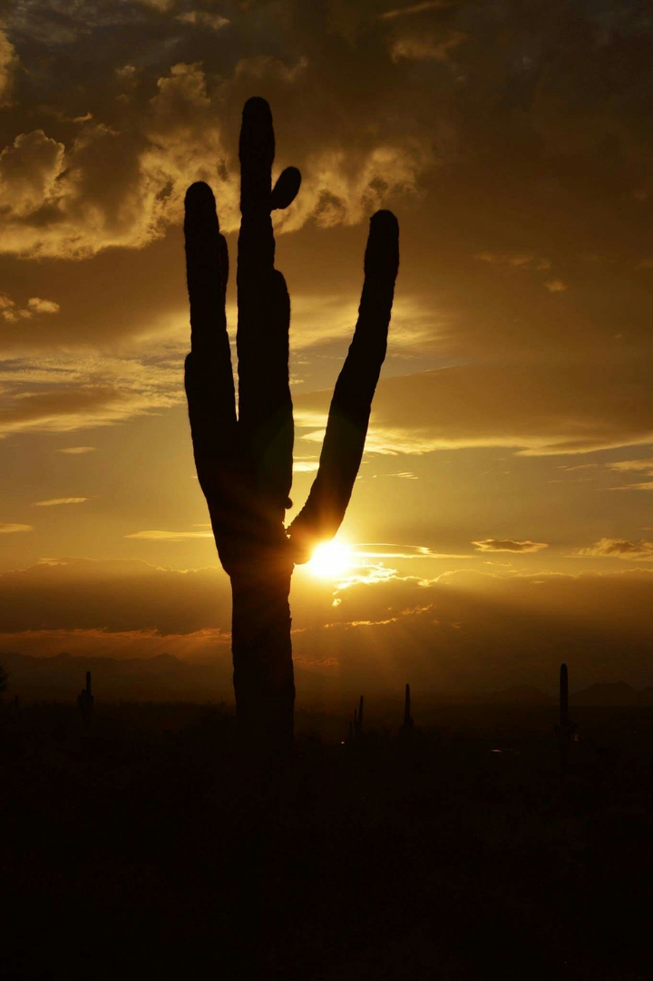cactus sunset