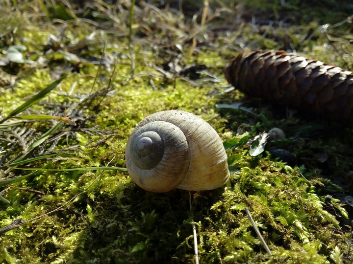 Snail shell