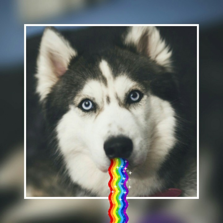 haski