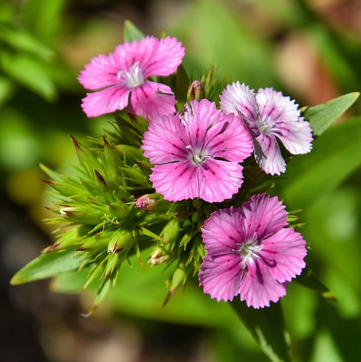china pink