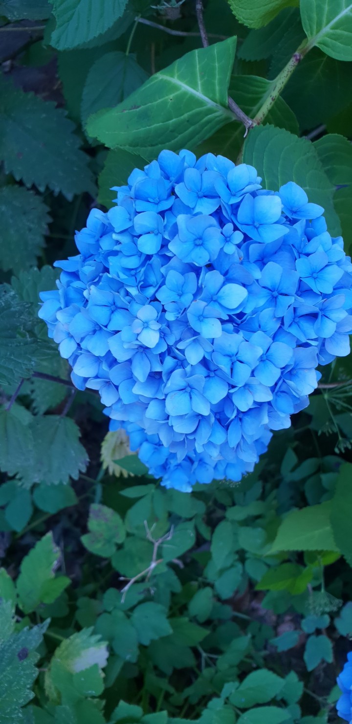 Blue flawor