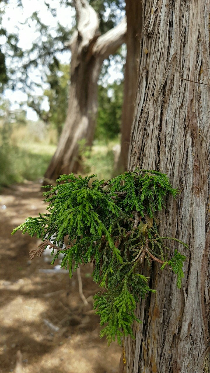 شجرة العرعر Juniper tree