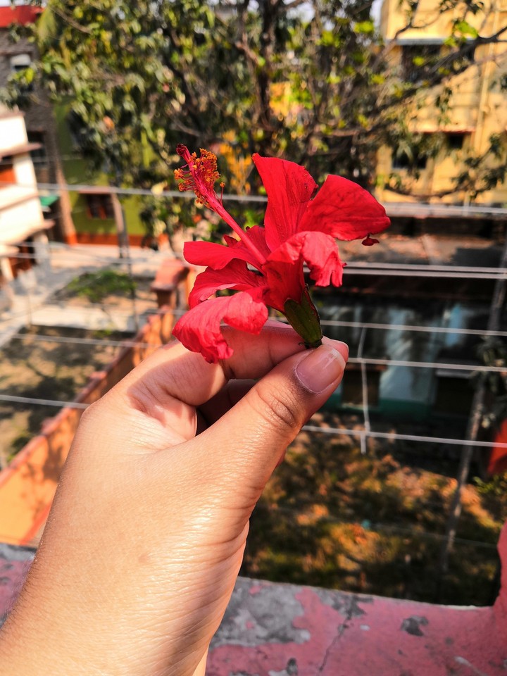 Hibiscus rosasinensis