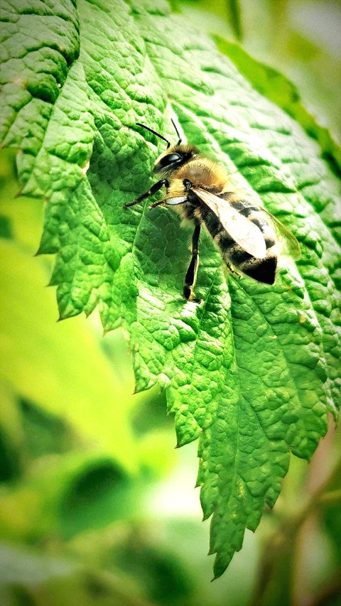 Queen bee