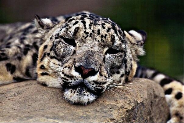 snow leopard relaxing