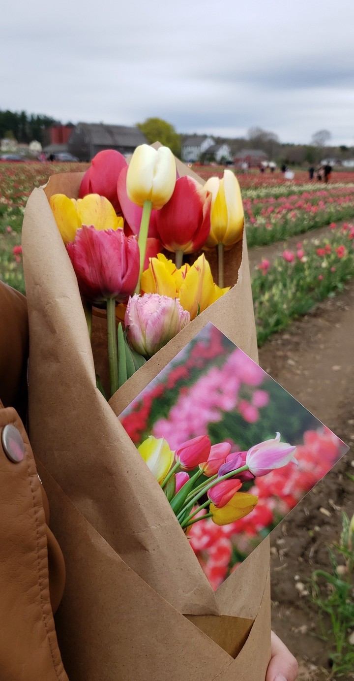 wicked tulip farm