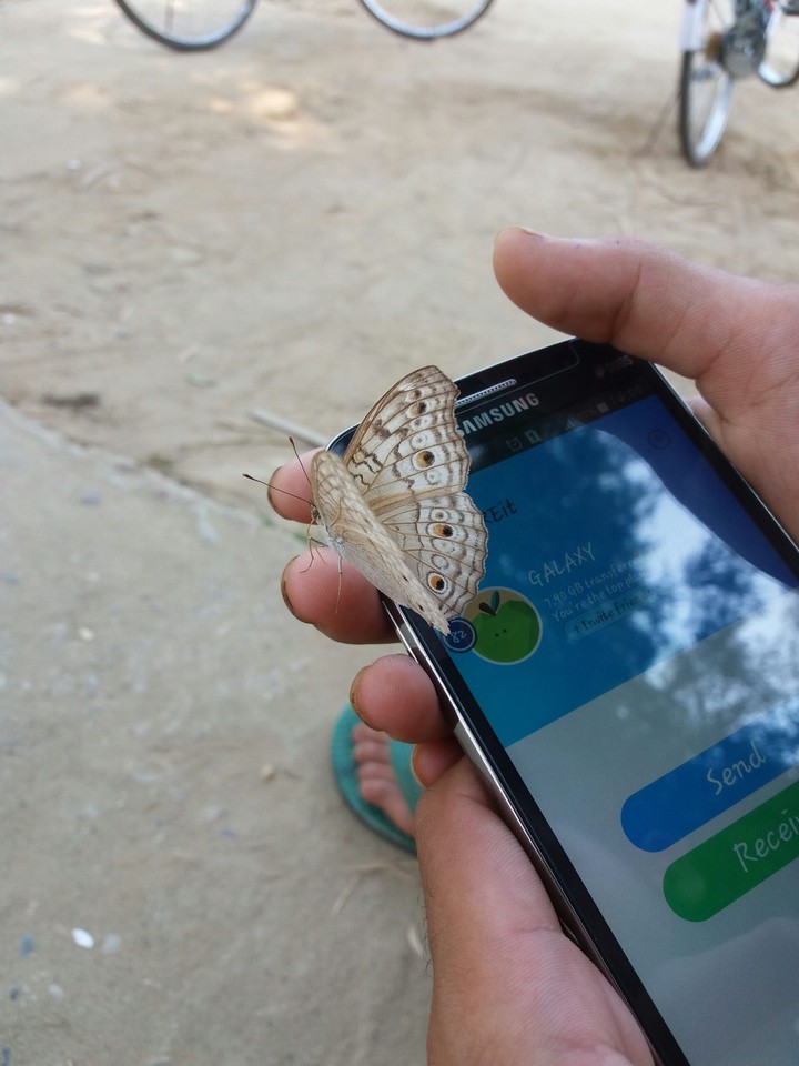 Butterfly in love with my Finger.
