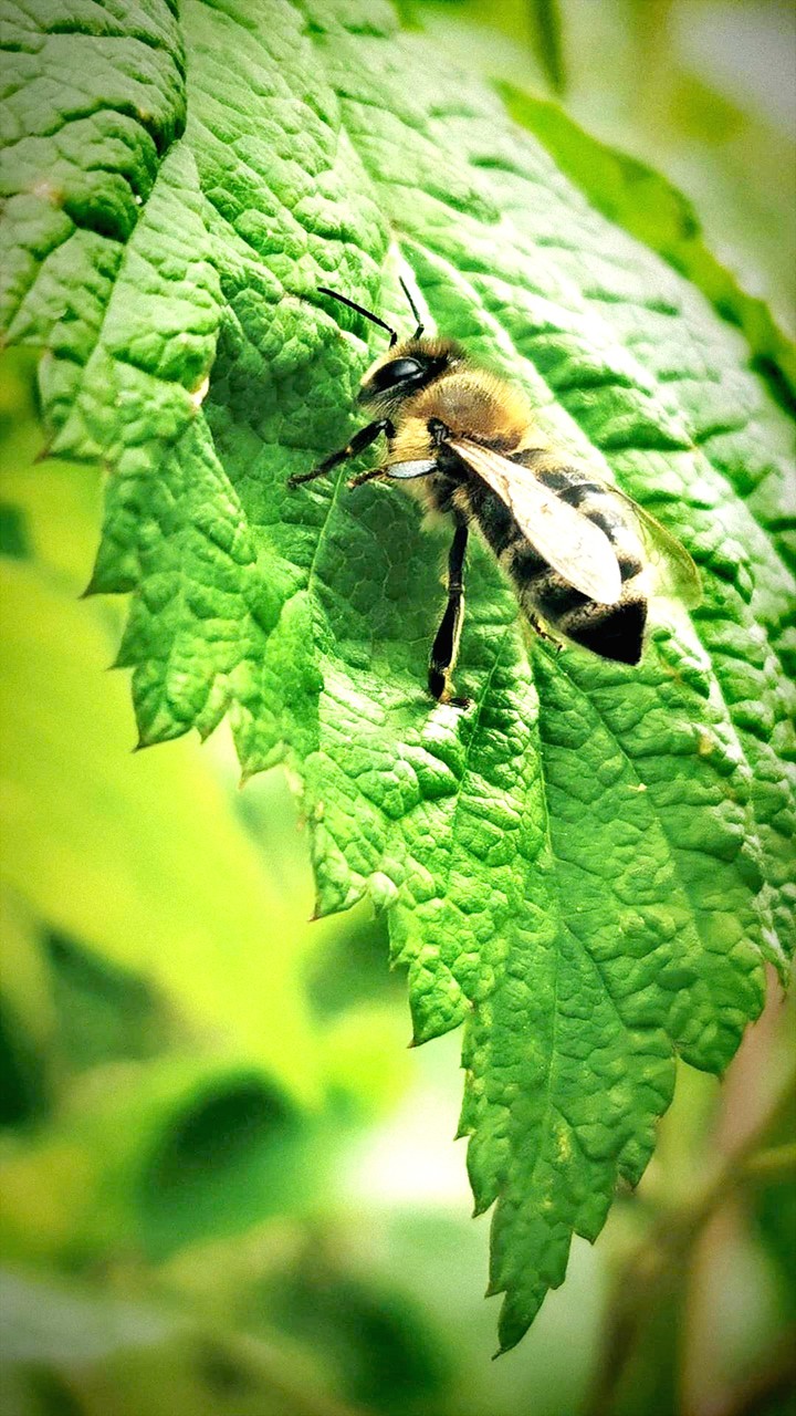 Queen bee