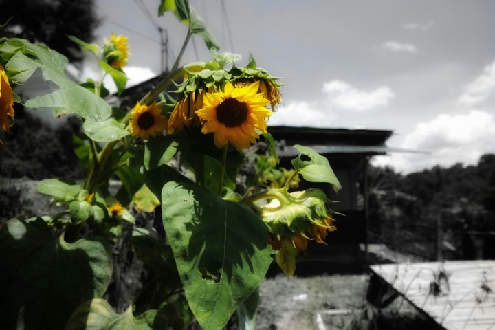 sunflower