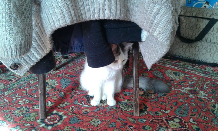 Котенок