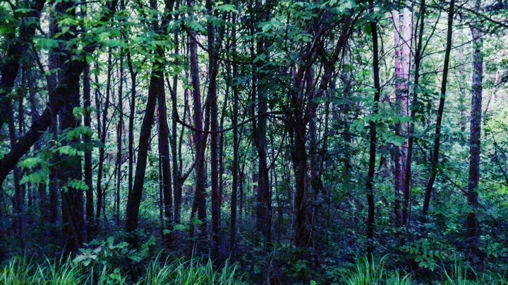 wood