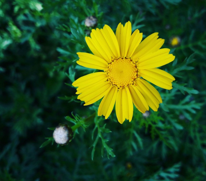 flower