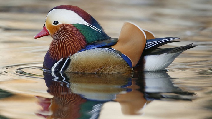 bird