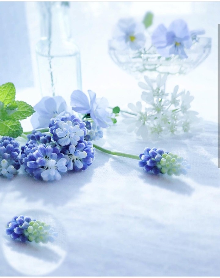 muscari