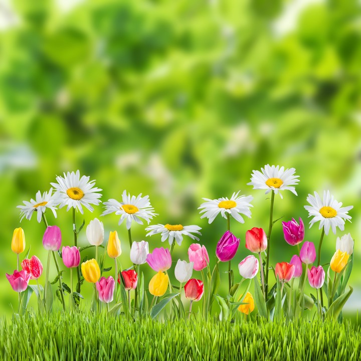 spring