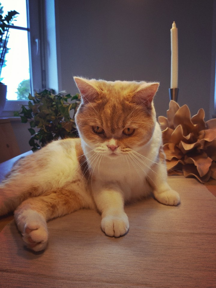 Katze