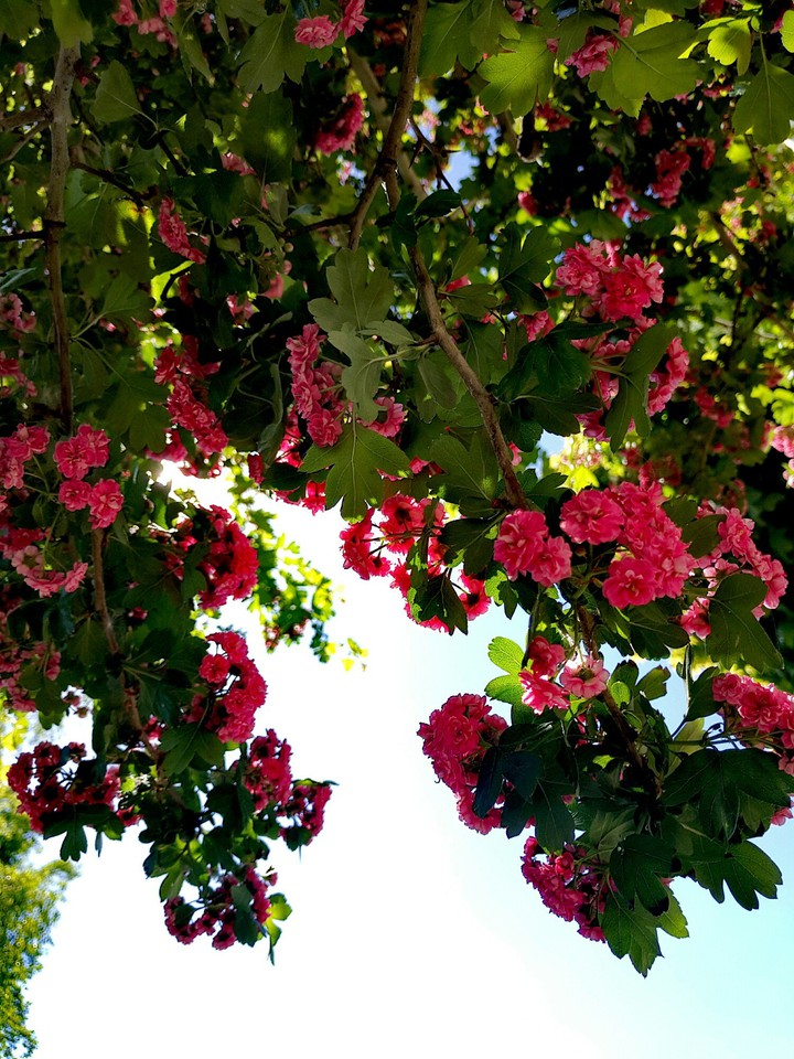 spring