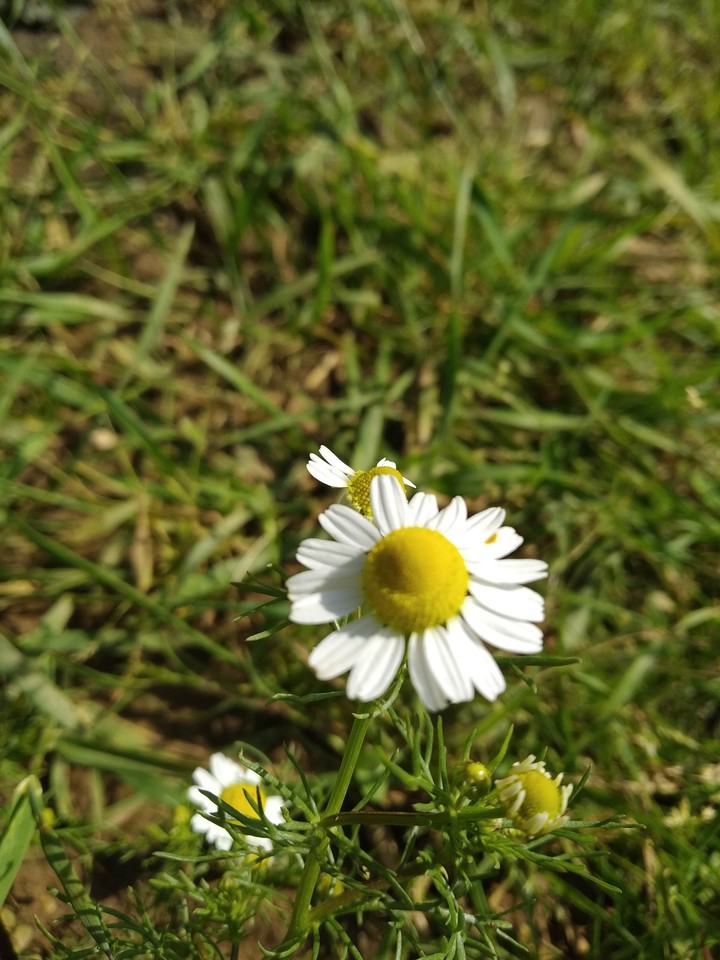 Chamomile