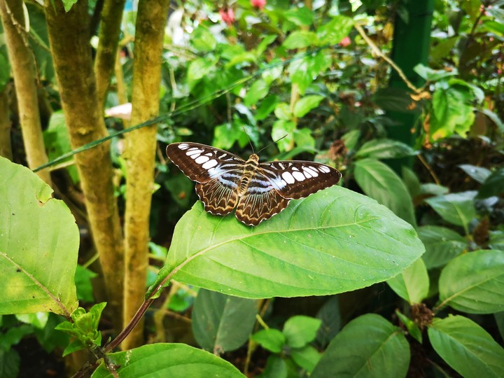 fly