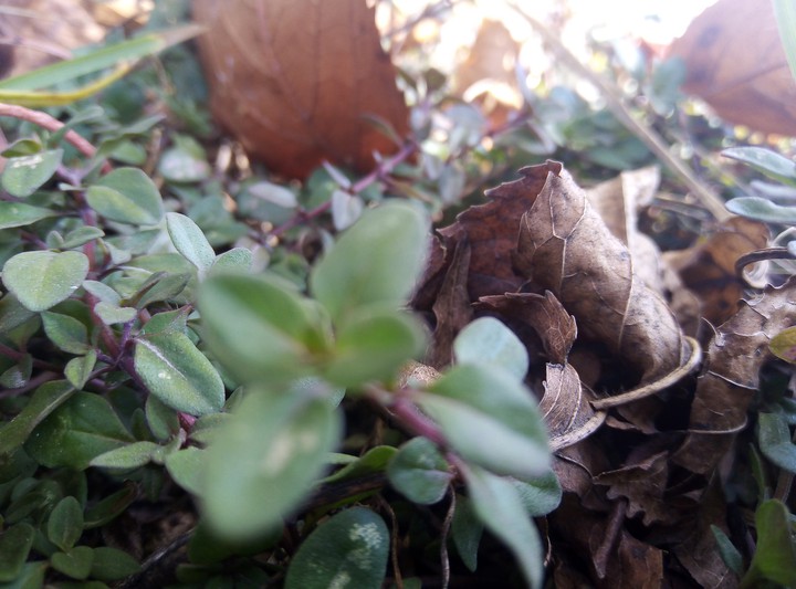 autumn