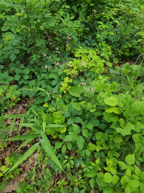 тапети herb, plants
